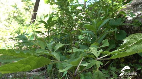 濰坊人參生態(tài)種植蓬勃發(fā)展，產(chǎn)品創(chuàng)新助力中醫(yī)藥產(chǎn)業(yè)升級(jí)