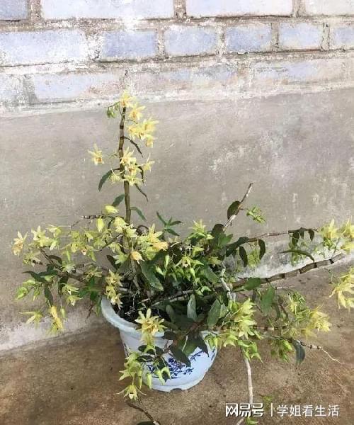 陽臺(tái)綠植新風(fēng)尚 自種人參靈芝石斛與西洋參，養(yǎng)生健康觸手可及