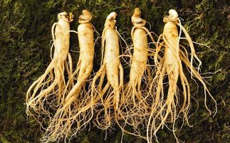 盤點(diǎn)中華九大仙草 還魂草上榜，慈禧太后長壽秘訣的黑參