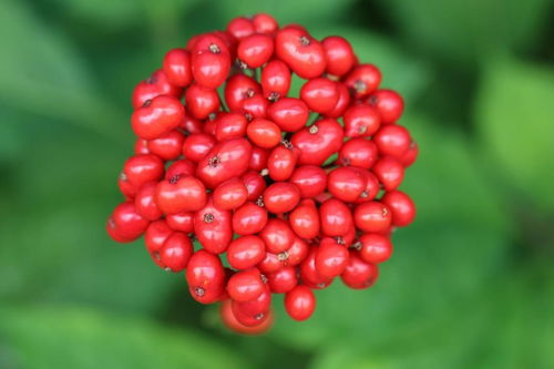 人參果不是人參的果實，別再傻傻分不清楚啦！